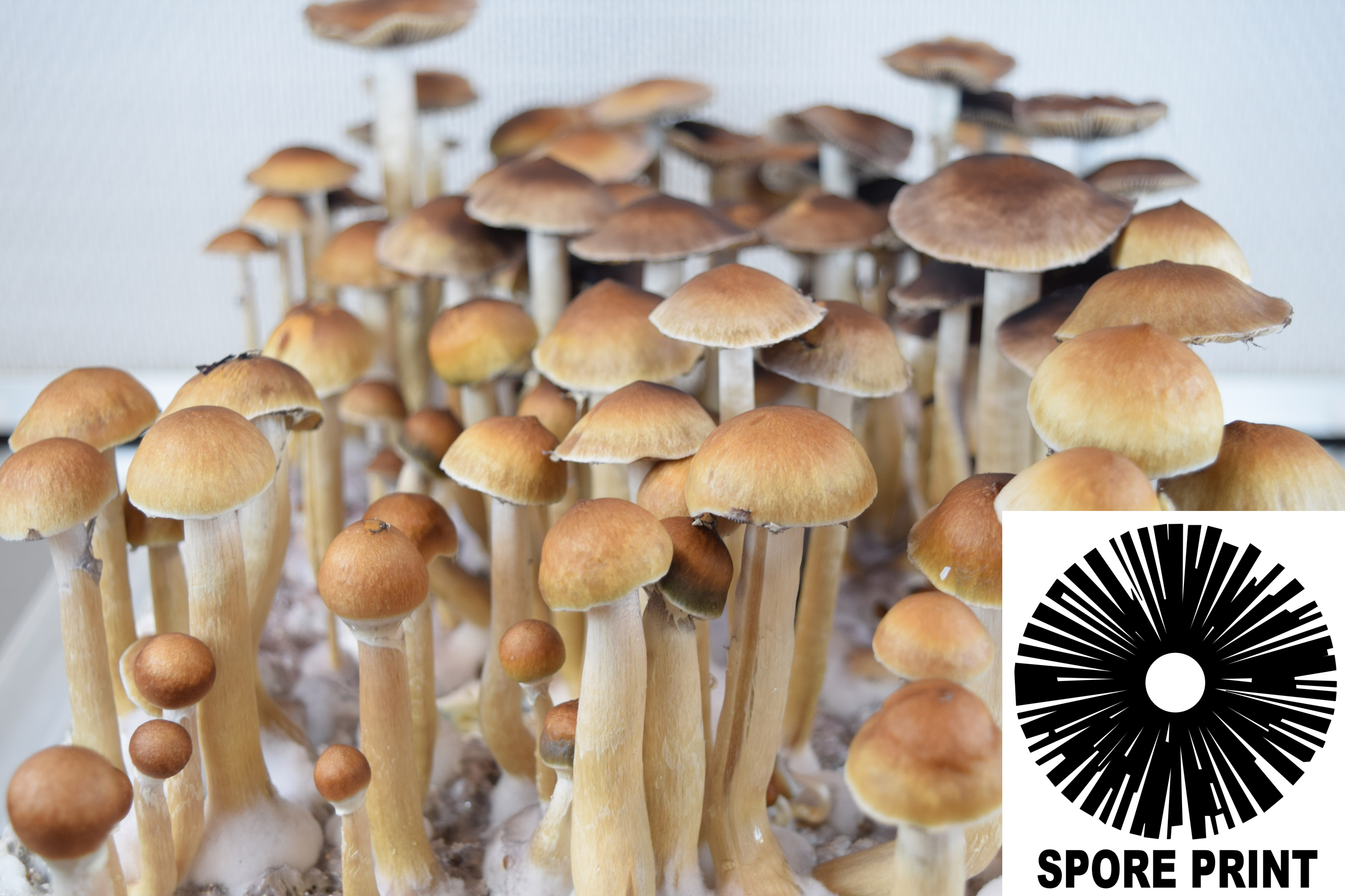 Psilocybe cubensis : B+ Classic Spore Print